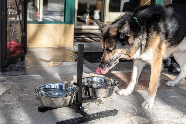 Sch&auml;ferhund trinkt an unserer "Hundetankstelle" im Sporthotel